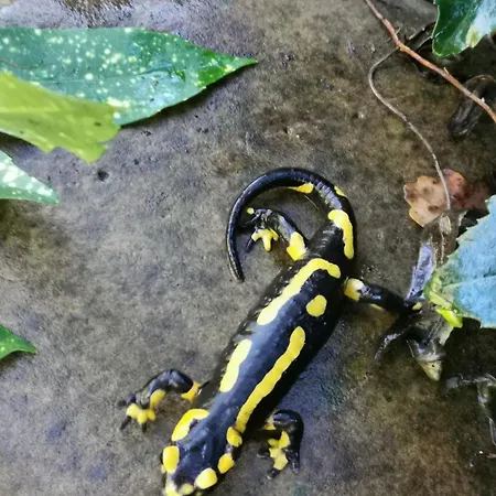 La Retraite Pyreneenne Дом отдыха Saint-Laurent-de-Neste