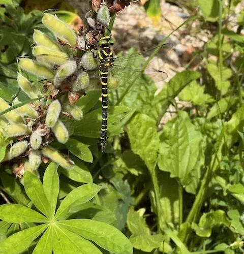 펜션 La Retraite Pyreneenne