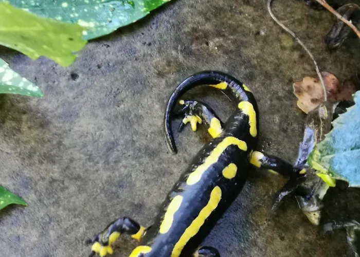 La Retraite Pyreneenne 펜션 Saint-Laurent-de-Neste